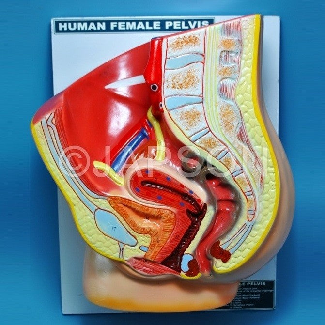 Human Model, Pelvis Female Human Model, Pelvis Female